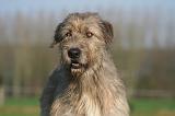 IRISH WOLFHOUND 234